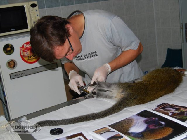 Dr. Robovský pri meraní samice mačiaka ďamďam v ZOO Bojnice
