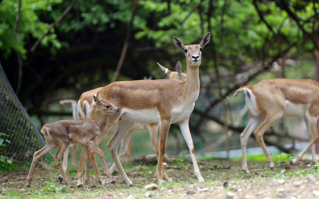 Antilopa jeleňovitá