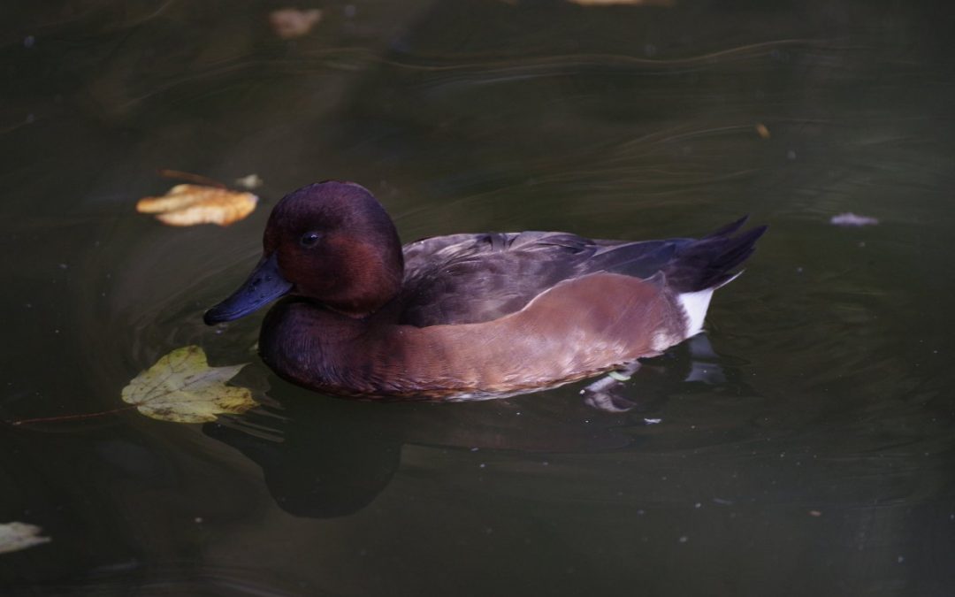 Chochlačka bielooká