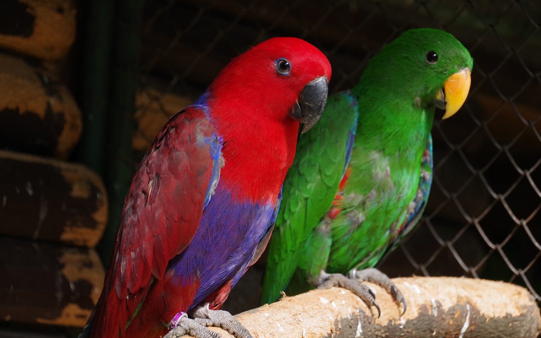 Eklektus rôznofarebný