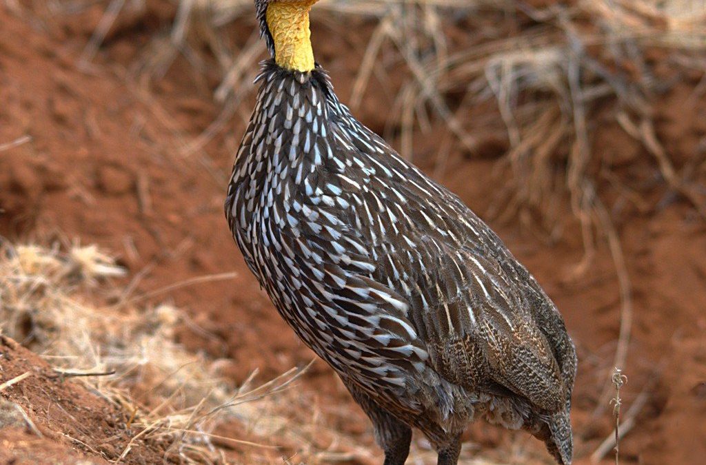 Frankolín žltokrký