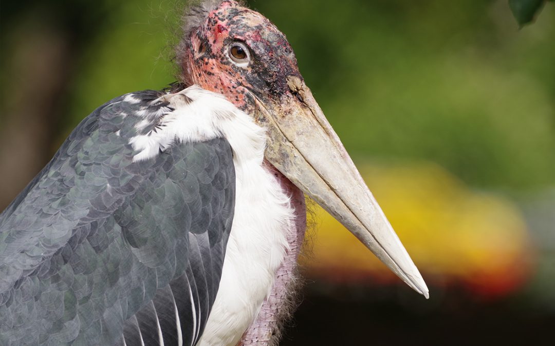 Marabu africký
