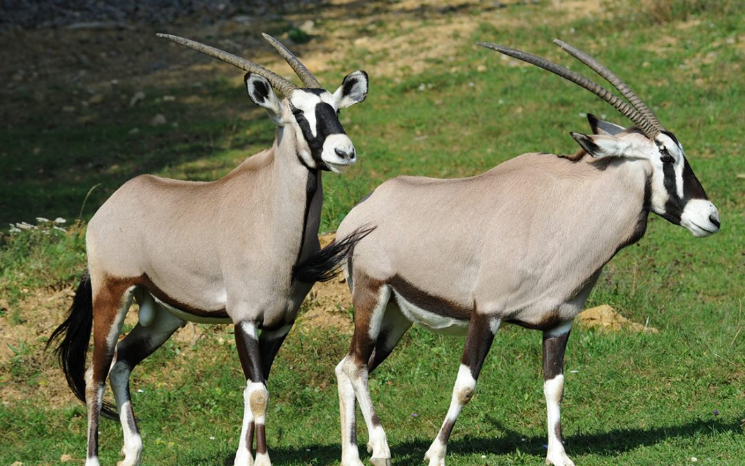 Oryx juhoafrický