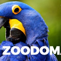 ZOODOMA