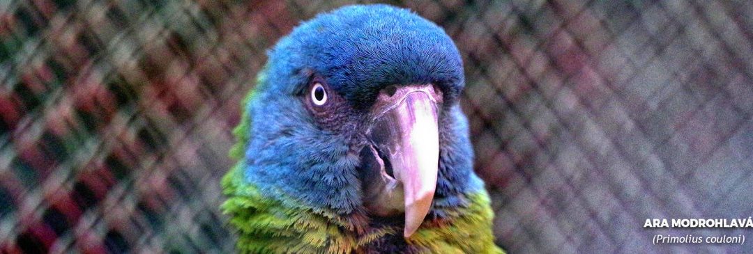 Ara modrohlavá