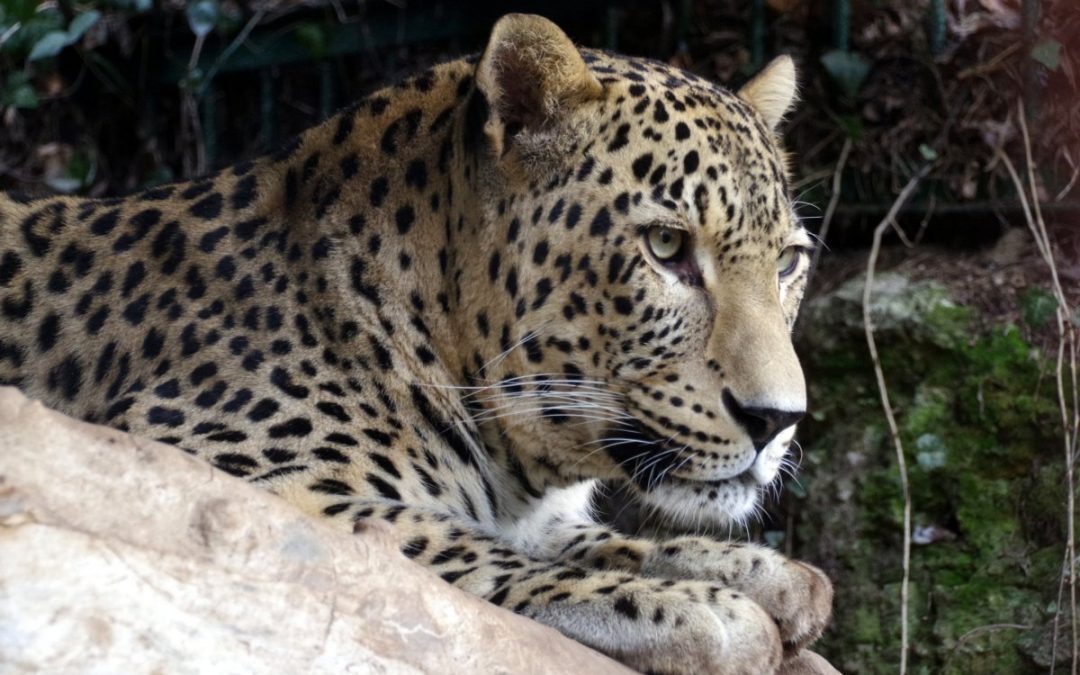 Leopard perzský