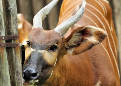 Národná zoo Bojnice získala samca vzácnej antilopy