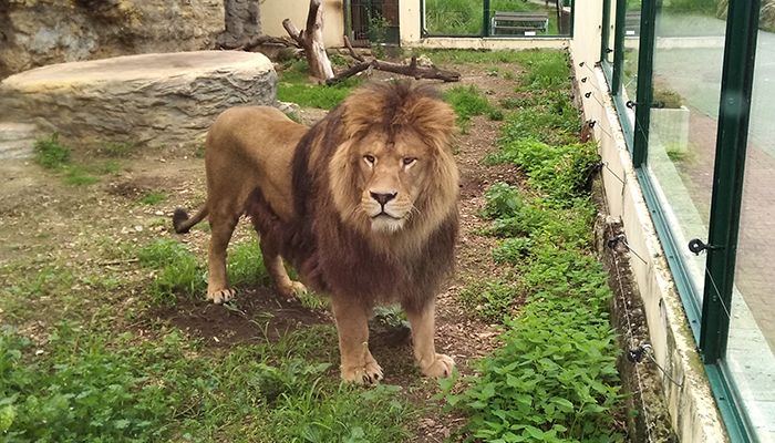 Lev Ramzes opustil brány Národnej zoo Bojnice