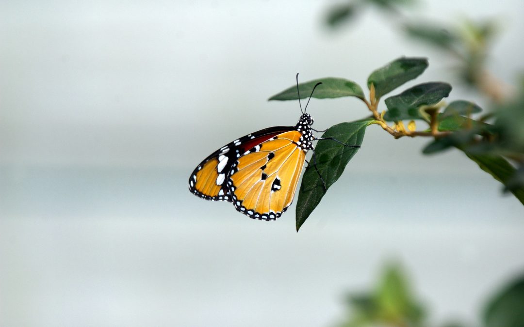 Národná zoo Bojnice už po ôsmy krát otvára brány motýlej záhrady!