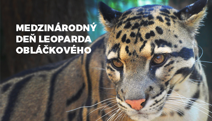 Medzinárodný deň leoparda obláčkového