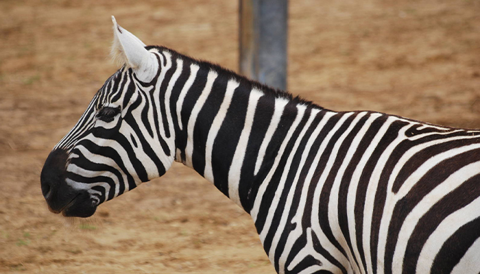 Národná zoo Bojnice získala vzácne zebry bezhrivé