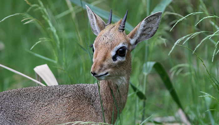 Národná zoologická záhrada v Bojniciach sa teší z nového prírastku.
