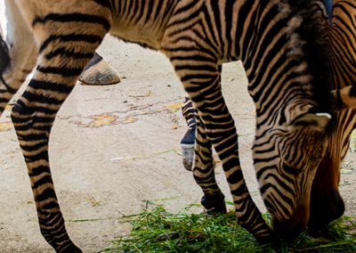 V Národnej zoo Bojnice sme privítali nádherné mláďa zebry Hartmannovej