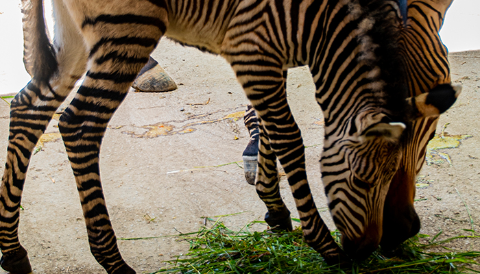 V Národnej zoo Bojnice sme privítali nádherné mláďa zebry Hartmannovej
