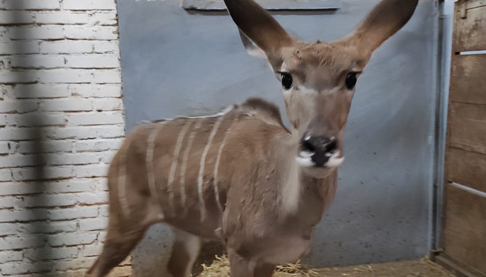 Národná zoologická záhrada Bojnice je bohatšia o vzácny exemplár antilopy