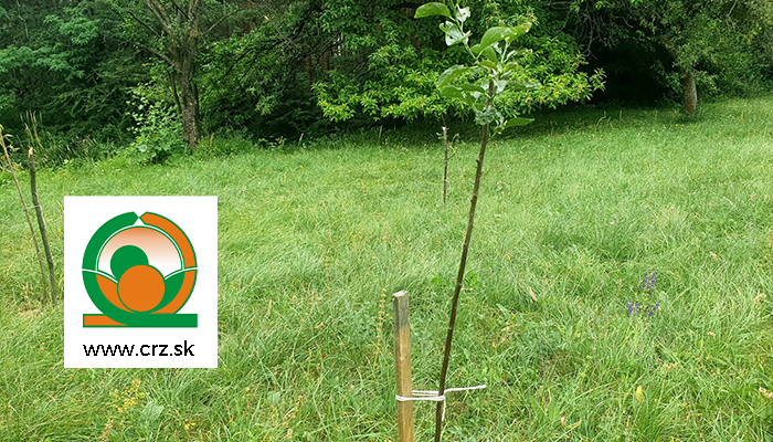 Spoločnosť pod názvom Centrum rozvoja záhradníctva Prievidza (CRZ) prispela k obnove sadu