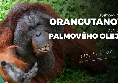 Svetový deň orangutanov a deň bez palmového oleja