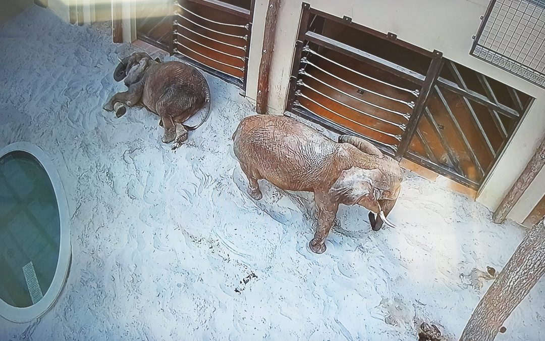 Maja a Gula objavujú čaro nového domova