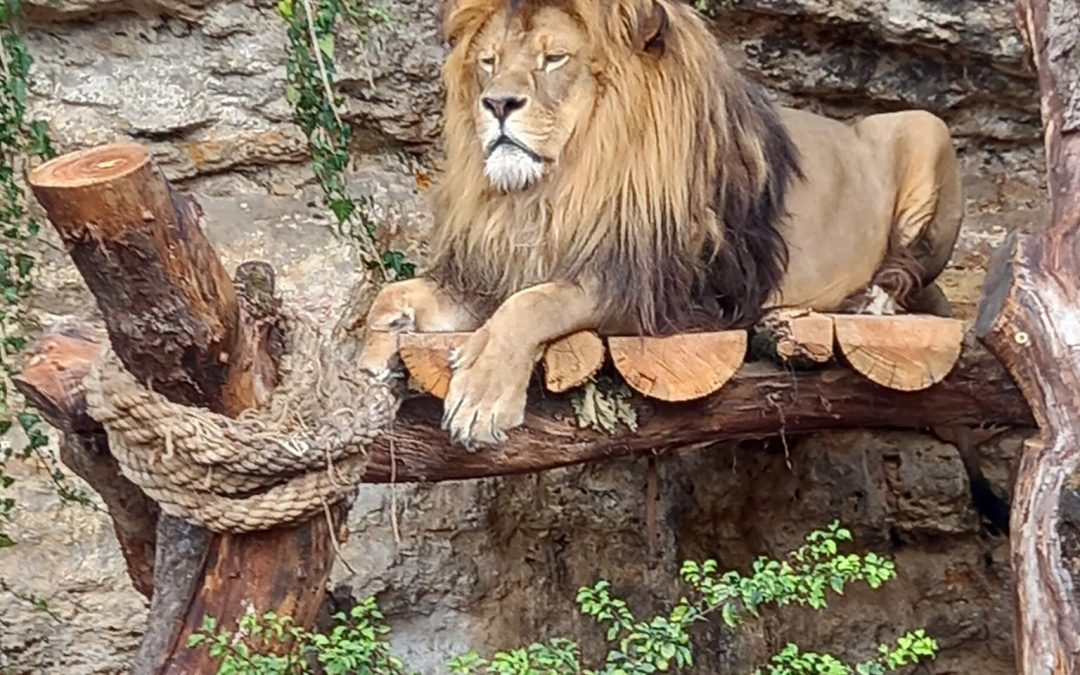 Vo výbehu leva berberského pribudol nový posed pre levy.