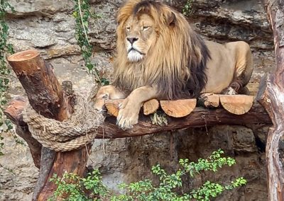 Vo výbehu leva berberského pribudol nový posed pre levy.