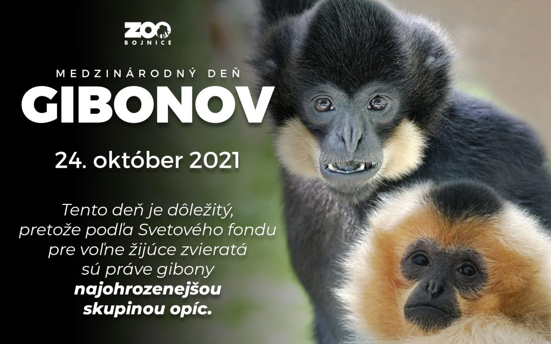 Medzinárodný deň gibonov