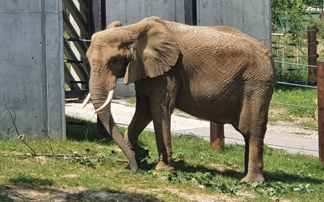 S kamerou sme sa vybrali na potulky zoologickou záhradou