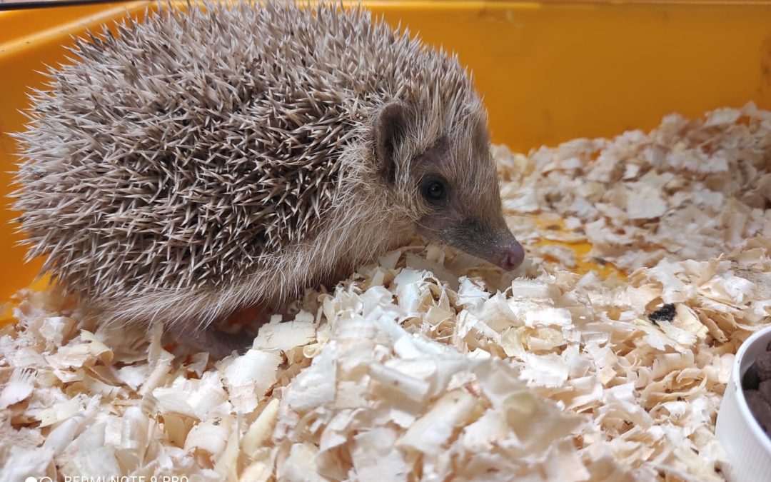 Nebuďme k svojmu okoliu ľahostajní, pomôcť môže každý!