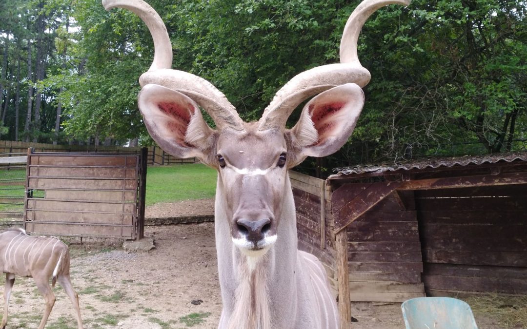 Matobo podstúpil zákrok, ktorý ho vráti do formy