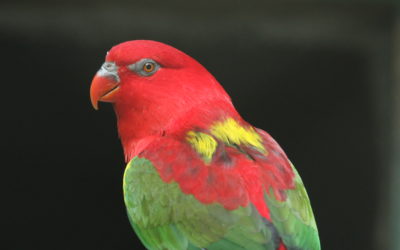 Historicky prvý odchov papagája lori žltochrbtého v bojnickej zoo