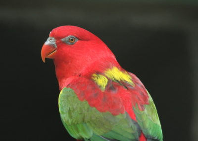 Historicky prvý odchov papagája lori žltochrbtého v bojnickej zoo