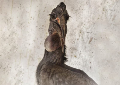 Zobákorožec habešský sa v bojnickej zoo adaptoval