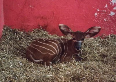 V zázemí antilopy bongo bolo veselo, na svet prišla nádherná samička