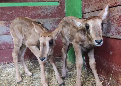 Antilopie stádo posilnili dve mláďatá