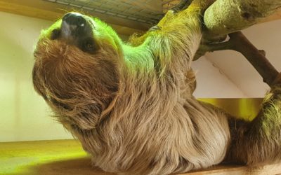 Náš nový „obyvateľ“ sa zapíše do histórie bojnickej zoo