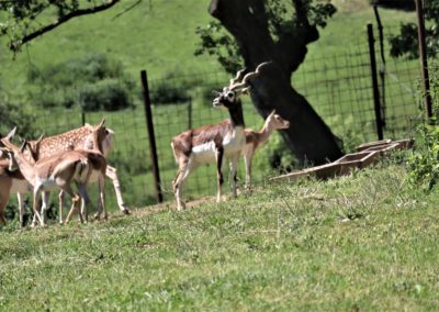 Expozícia antilopy jeleňovitej zbohatla o krásneho samčeka