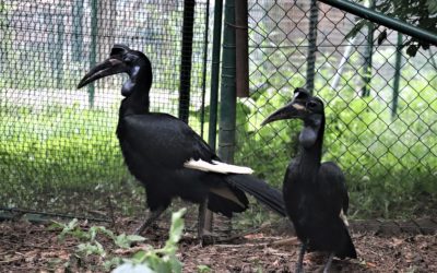 V bojnickej zoo sme úspešne spojili párik zobákorožcov habešských