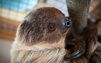 V Národnej zoo Bojnice sme oficiálne privítali párik leňochov dvojprstých