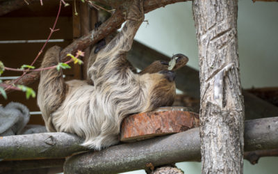 Videoreportážou sme sa vrátili k vítaniu leňochov dvojprstých v Národnej zoo Bojnice