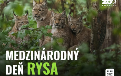 Aj za bránami bojnickej zoo sme si pripomínali medzinárodný deň rysa