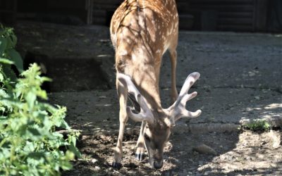 V bojnickej zoo sa tešíme z nového obyvateľa