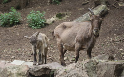 Samcovi kozorožca kaukazského sa za bránami Národnej zoo Bojnice darí