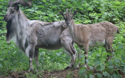V bojnickej zoo sme posilnili populáciu ohrozeného druhu horskej kozy