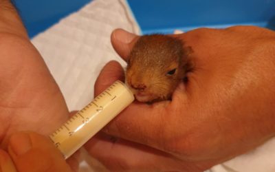 Zranená veverica stromová našla pomoc v rehabilitačnej stanici bojnickej zoo