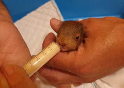 Zranená veverica stromová našla pomoc v rehabilitačnej stanici bojnickej zoo