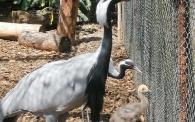 Ďalší úspešný odchov žeriavca stepného za bránami Národnej zoo Bojnice