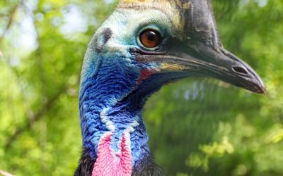 Posledný júlový pondelok je za bránami Národnej zoologickej záhrady Bojnice venovaný kazuárovi veľkoprilbému