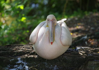 Kolekcia vtákov za bránami Národnej zoo Bojnice sa rozšírila o dve samice pelikána ružového