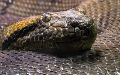 Svetový deň hadov aj za bránami bojnickej zoo