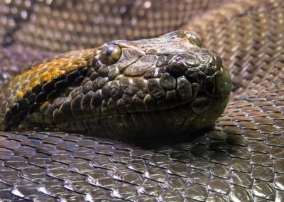 Svetový deň hadov aj za bránami bojnickej zoo