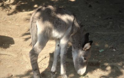 Kolekcia kopytníkov v Národnej zoo Bojnice sa rozrástla o roztomilú samičku somára domáceho